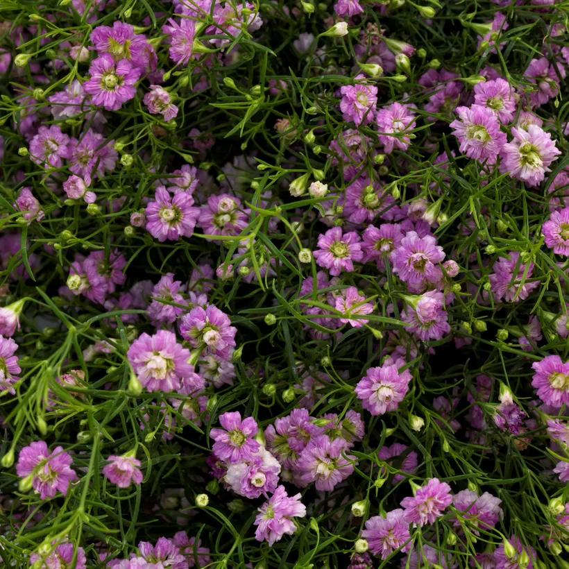 Gypsophylia — imagen 3