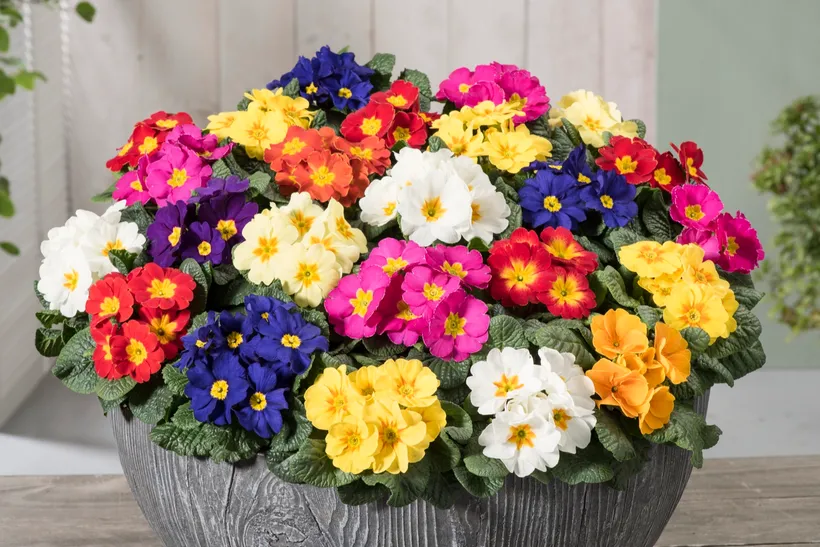 Primula Acaulis F1 — imagen 3