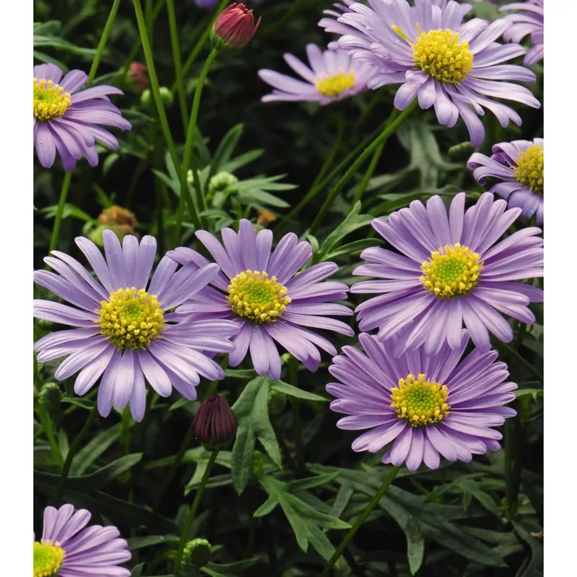 Brachyscome — imagen 3