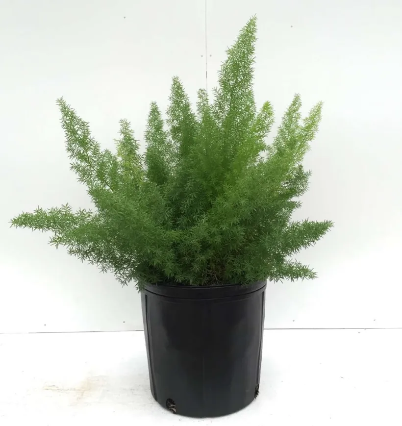 Asparagus — imagen 3