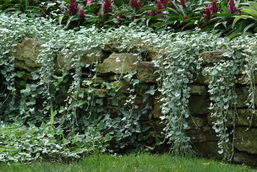 Dichondra — imagen 3