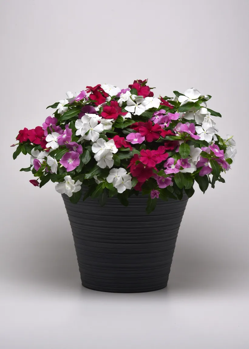 Vinca F1 — imagen 3
