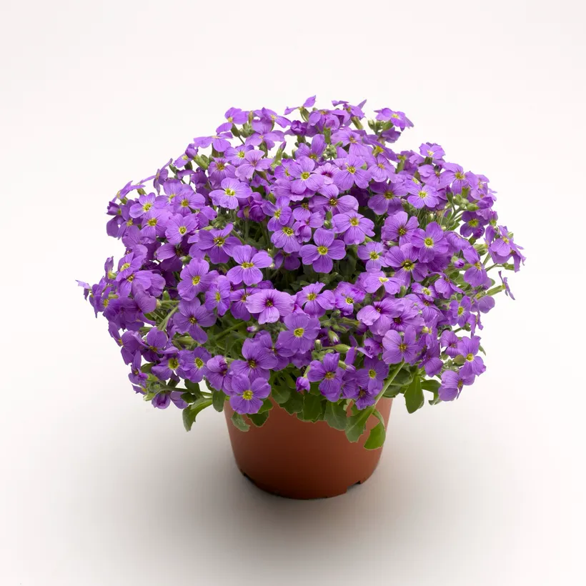 Aubrieta F1 — imagen 3