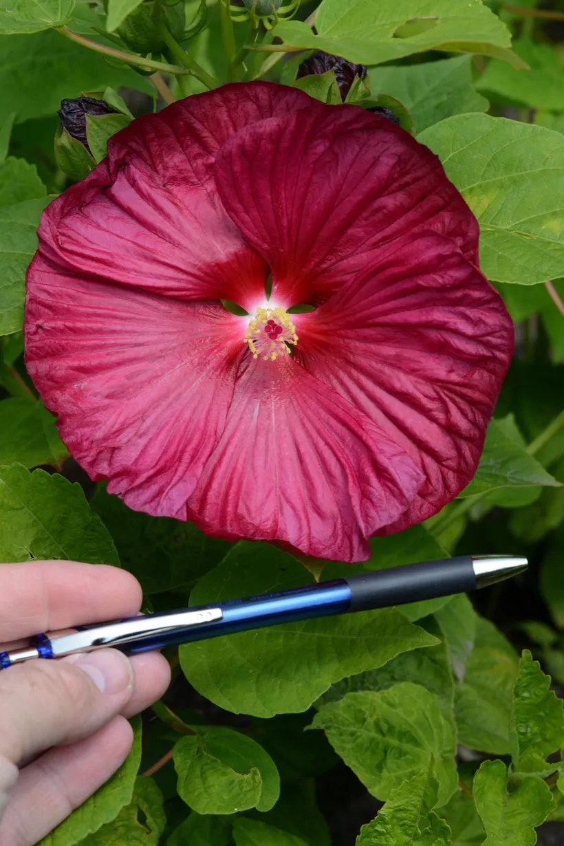 Hibiscus F1 — imagen 3
