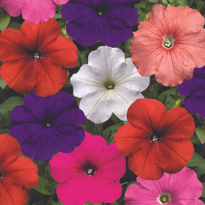 Petunia F1 Multiflora — imagen 3