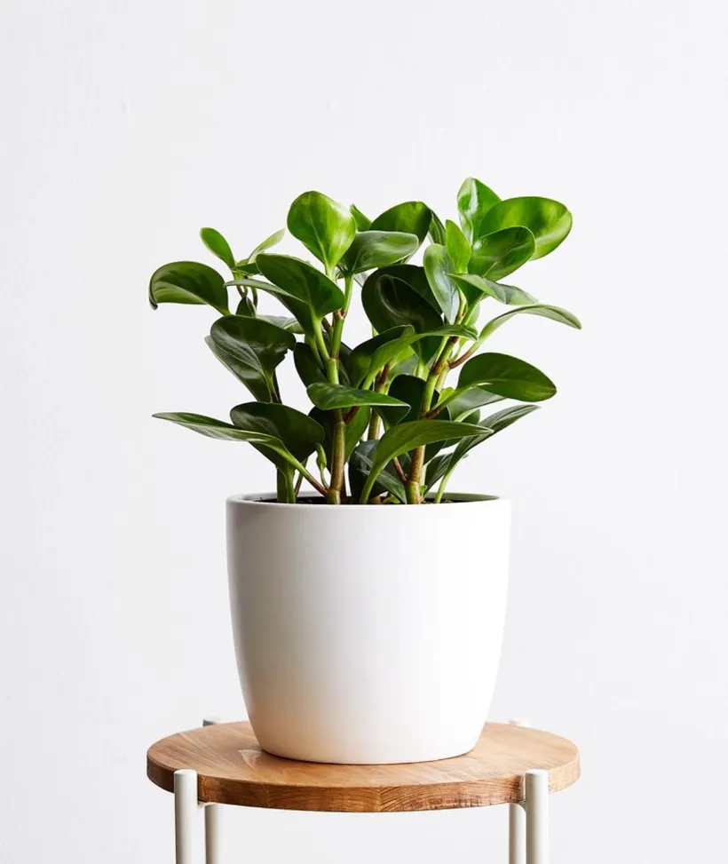 Peperomia Variegata — imagen 3