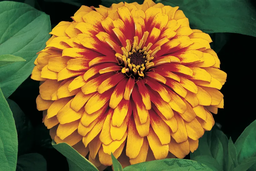 Zinnia — imagen 3