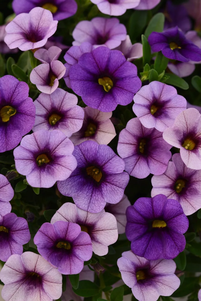 Calibrachoa F1 MP — imagen 3