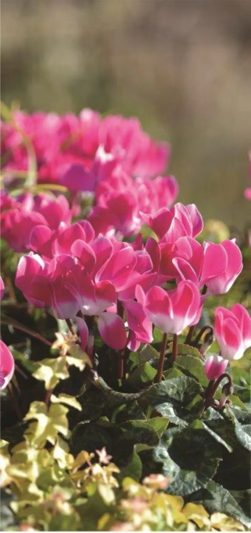 Cyclamen F1 — imagen 3