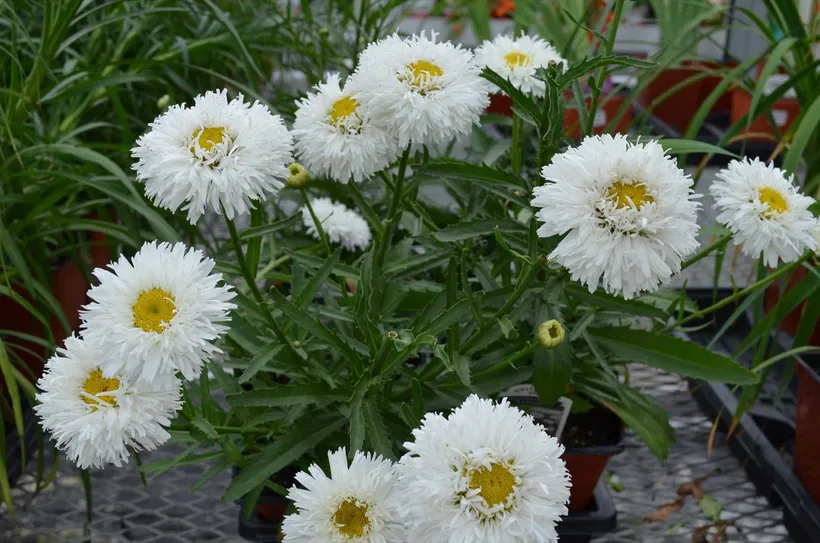 Chrysanthemum F1 — imagen 3