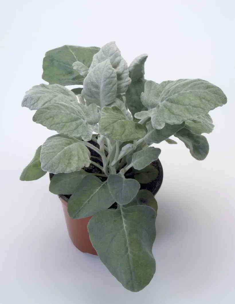 Cineraria Maritima — imagen 3
