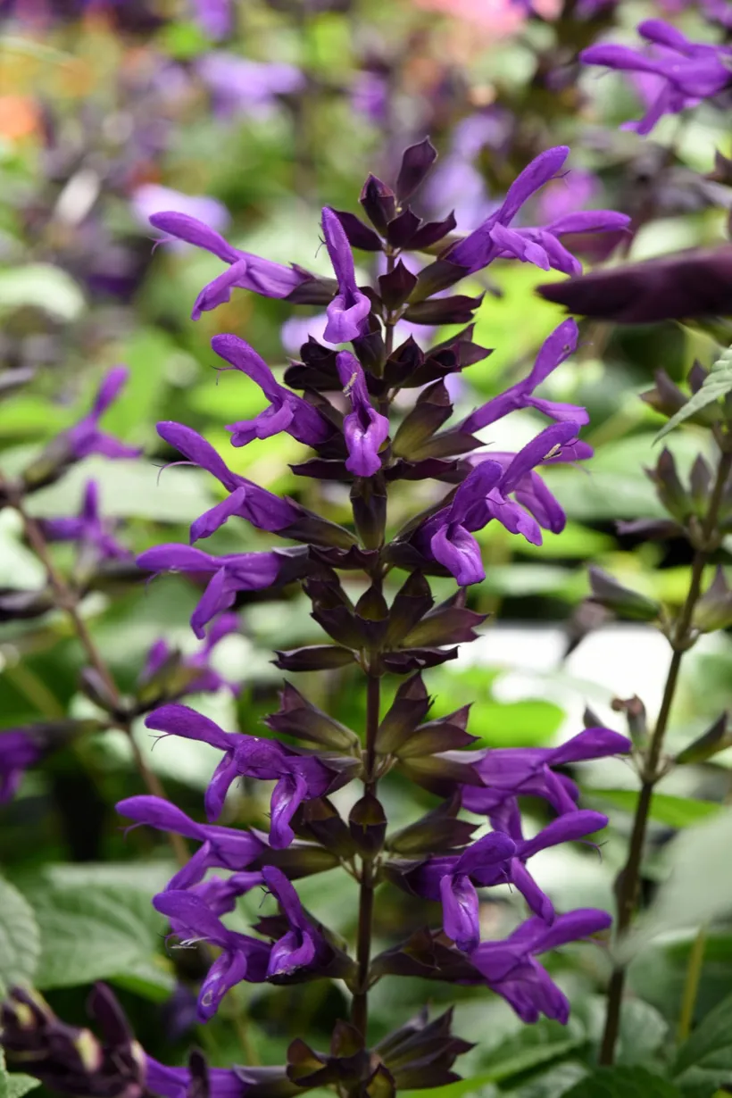 Gajo Salvia Guaranitica — imagen 3