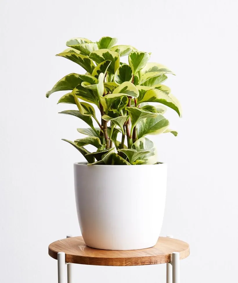Peperomia Green Gold — imagen 3