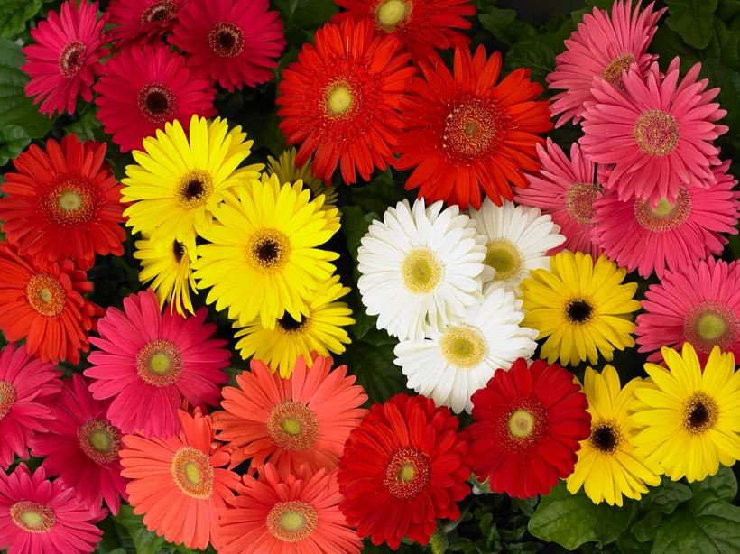 Gerbera F1 — imagen 3