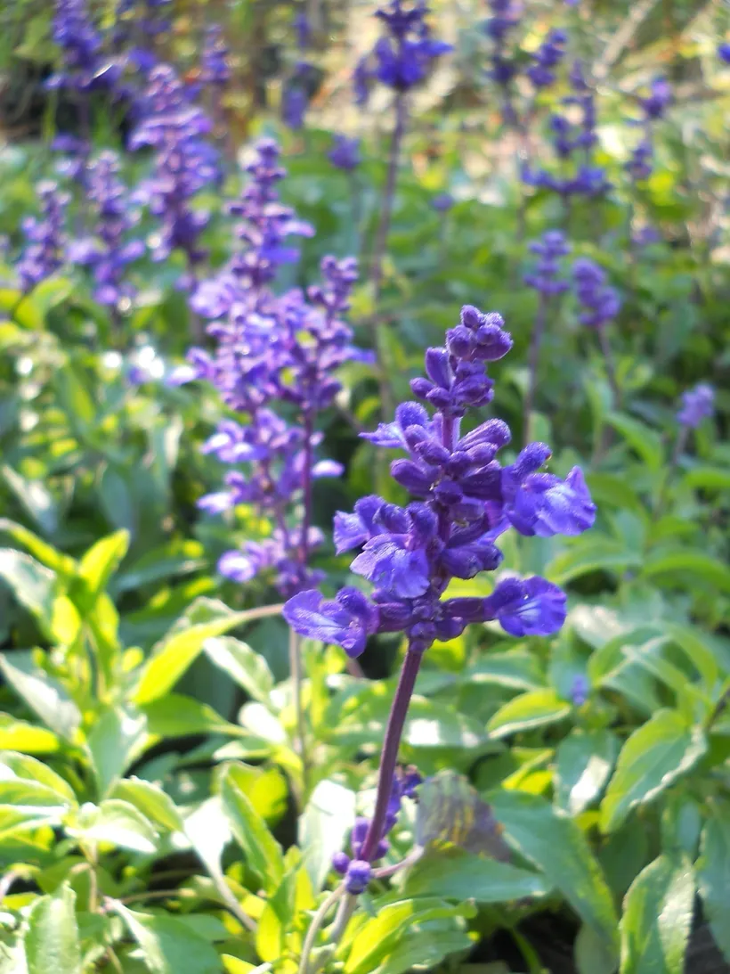 Salvia Farinacea — imagen 3