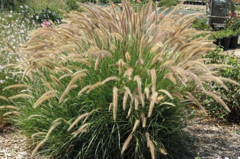 Pennisetum — imagen 3