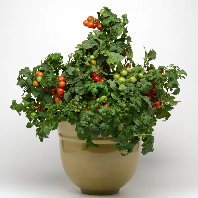 Tomate Cherry F1 — imagen 3
