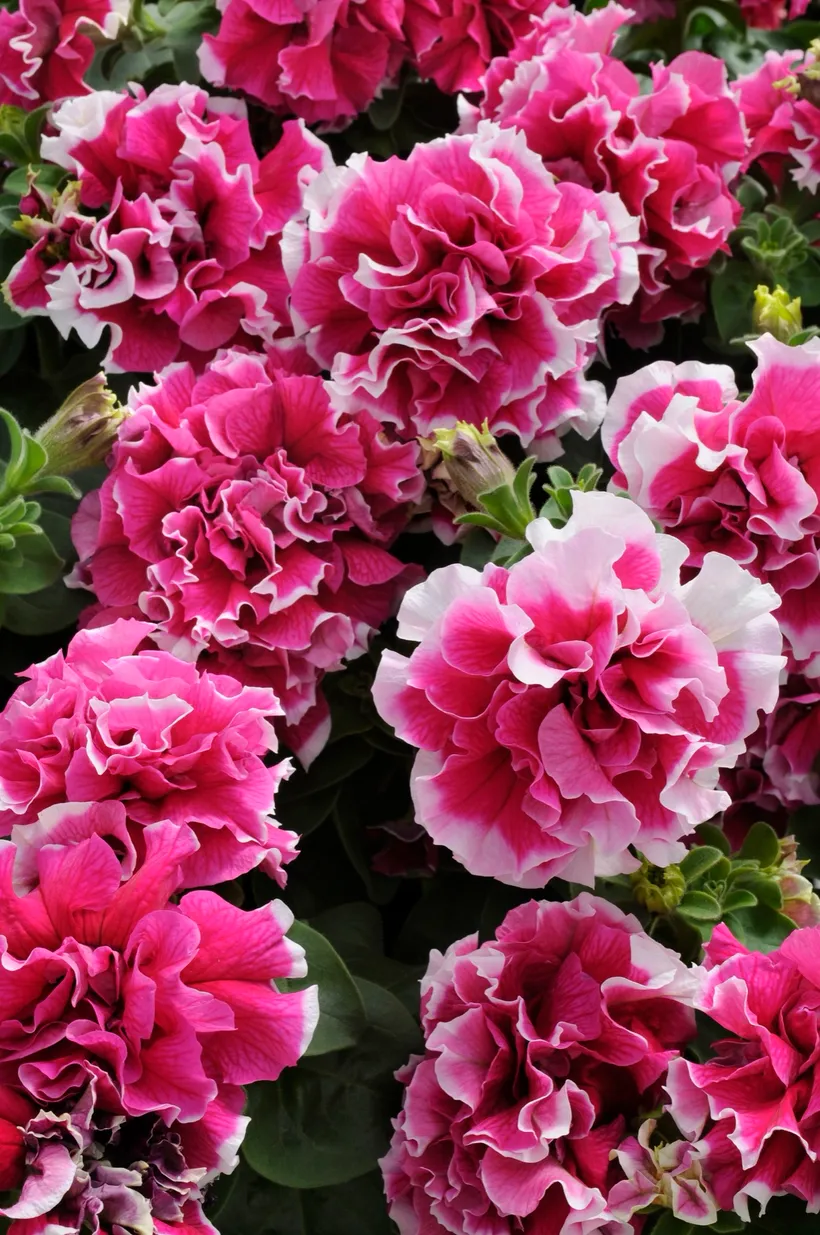 Petunia F1 Doble — imagen 3