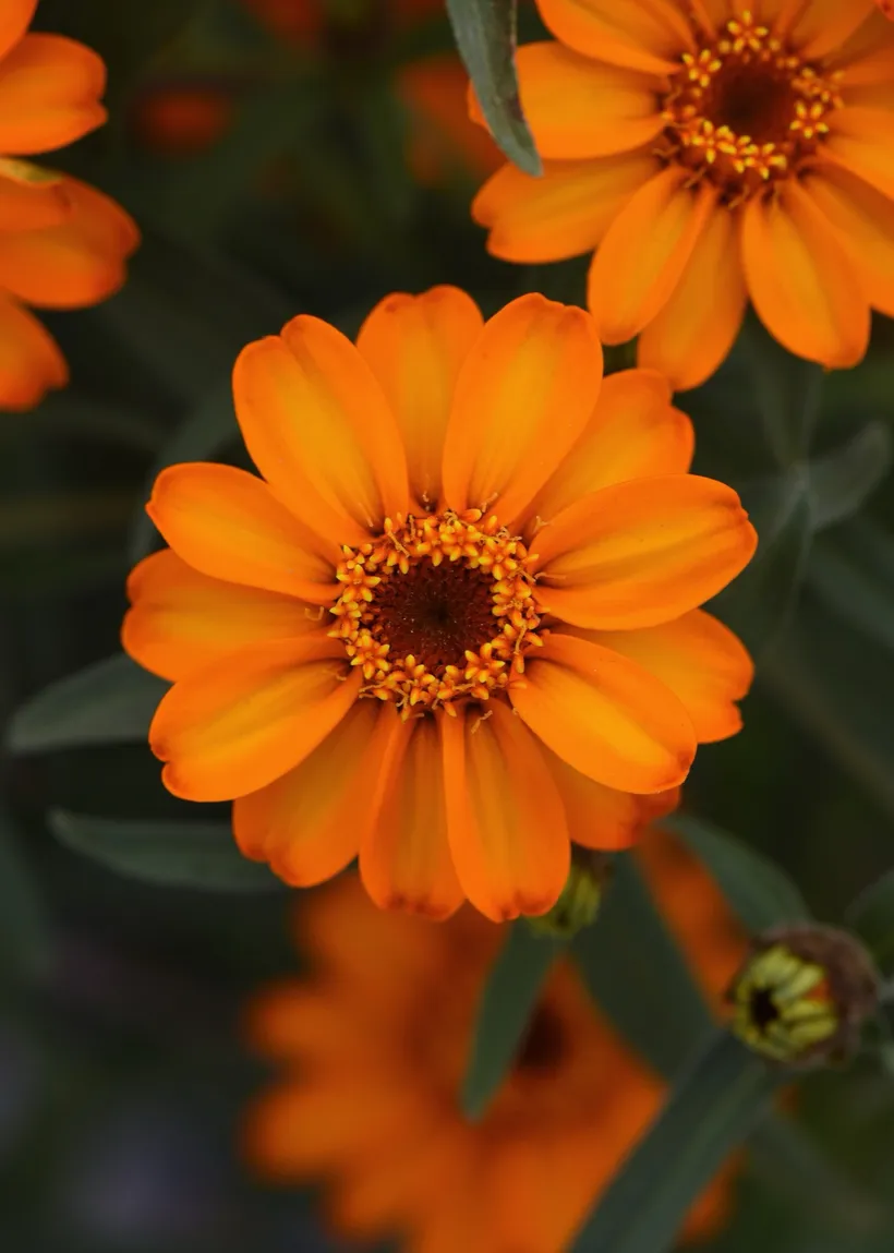 Zinnia Angustifolia — imagen 3