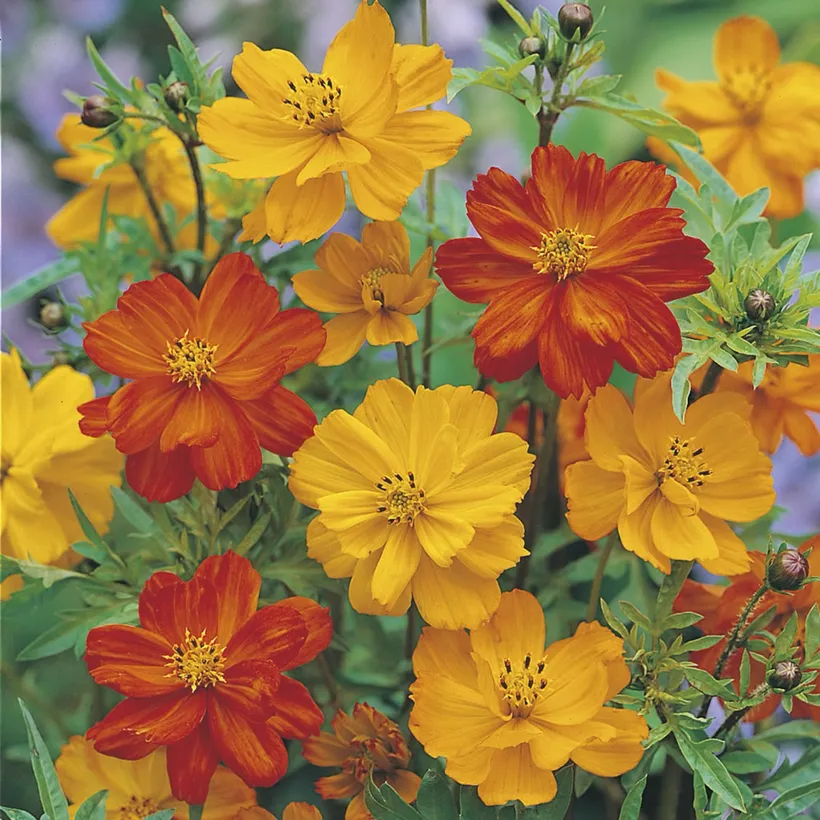 Cosmos — imagen 3