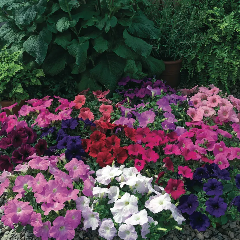 Petunia F1 Grandiflora Rastrera Colgante — imagen 3