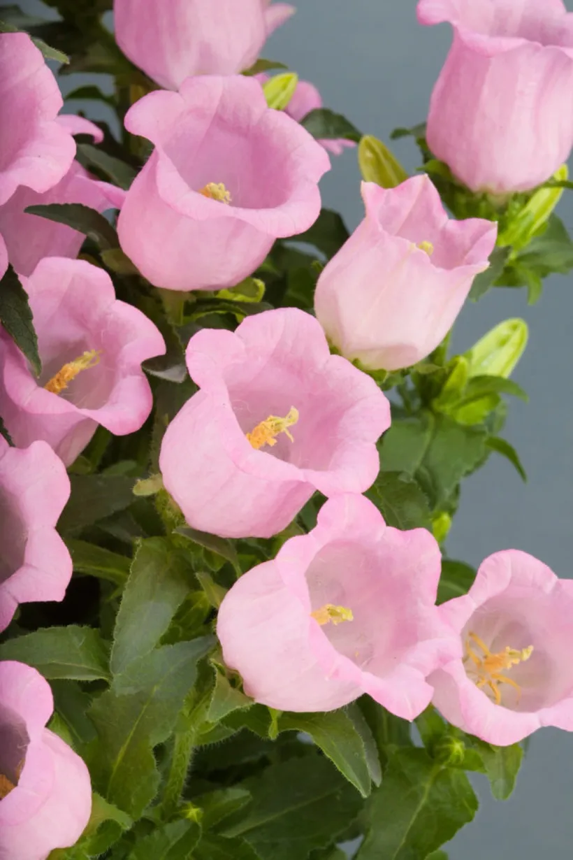 Campanula F1 — imagen 3
