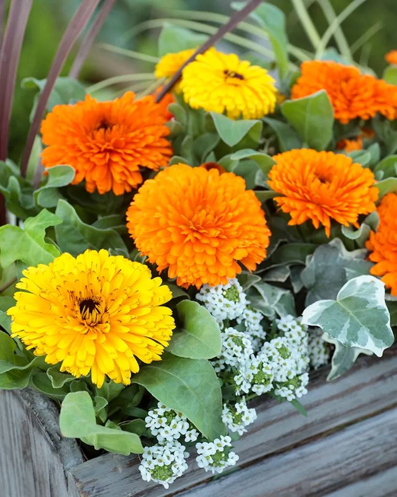 Calendula — imagen 3