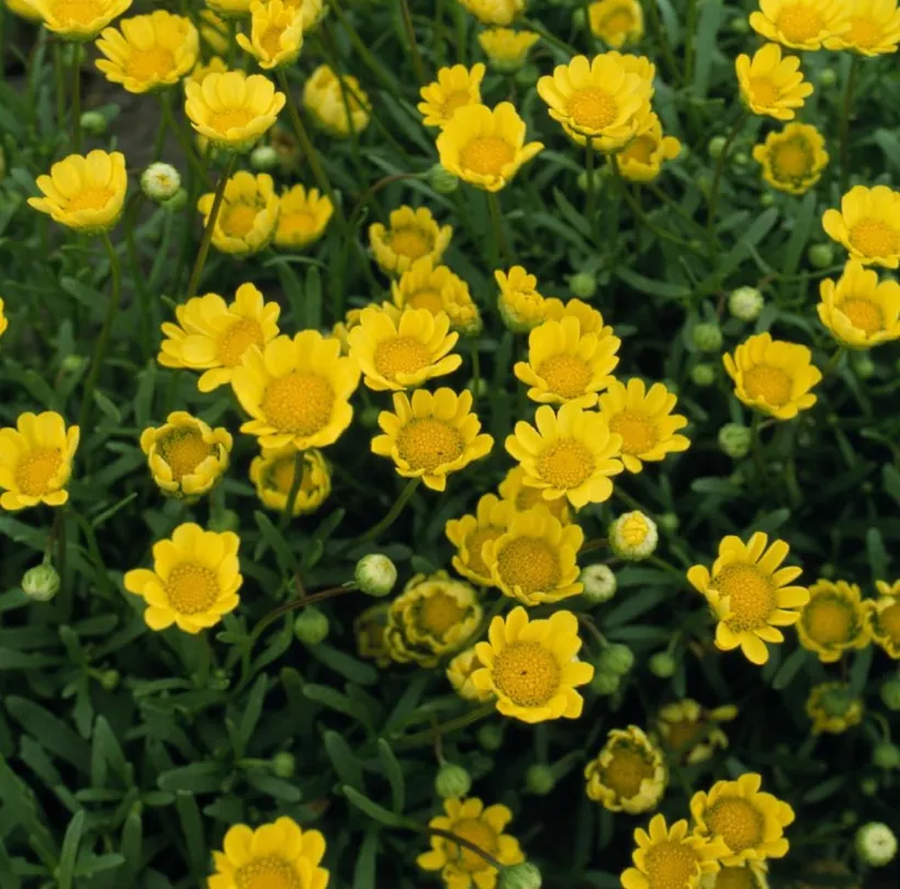 Chrysanthemum — imagen 3