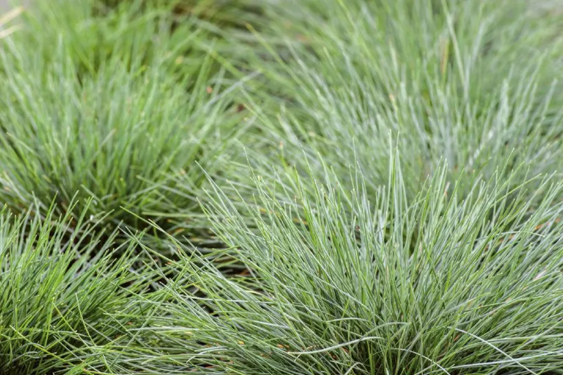 Festuca — imagen 3