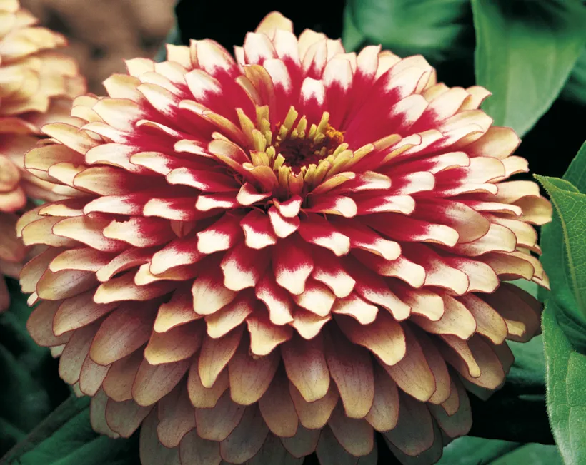 Zinnia — imagen 4