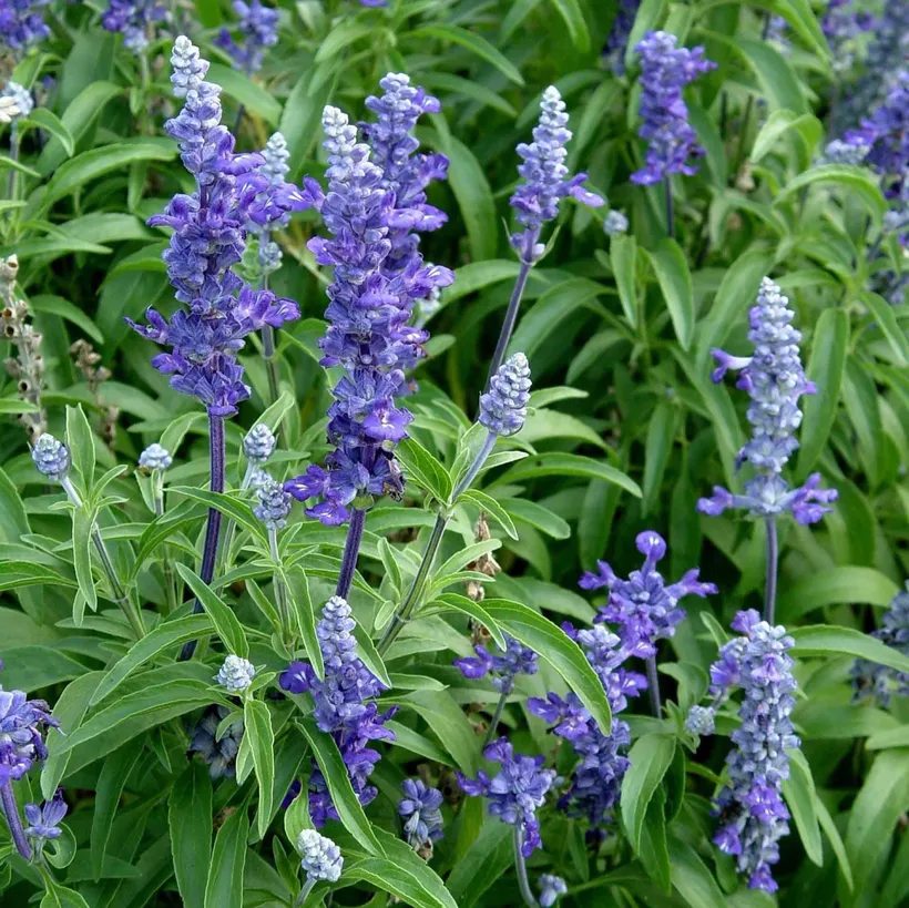 Salvia Farinacea — imagen 4