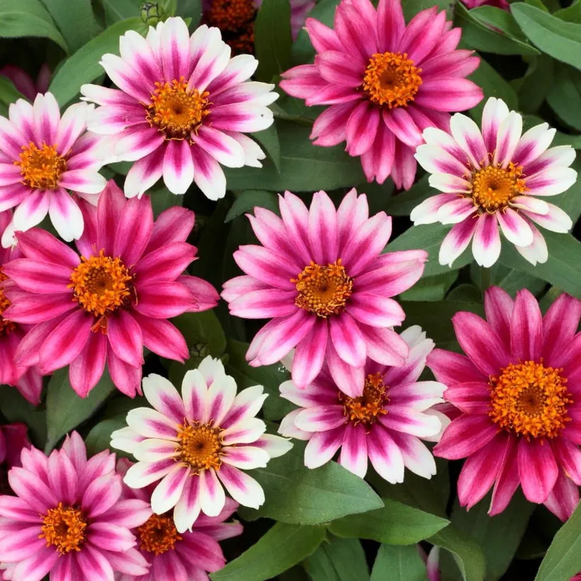 Zinnia Simple — imagen 4