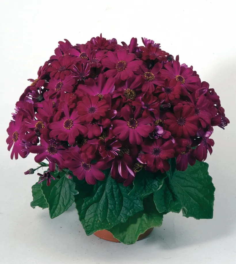 Cineraria F1 — imagen 4