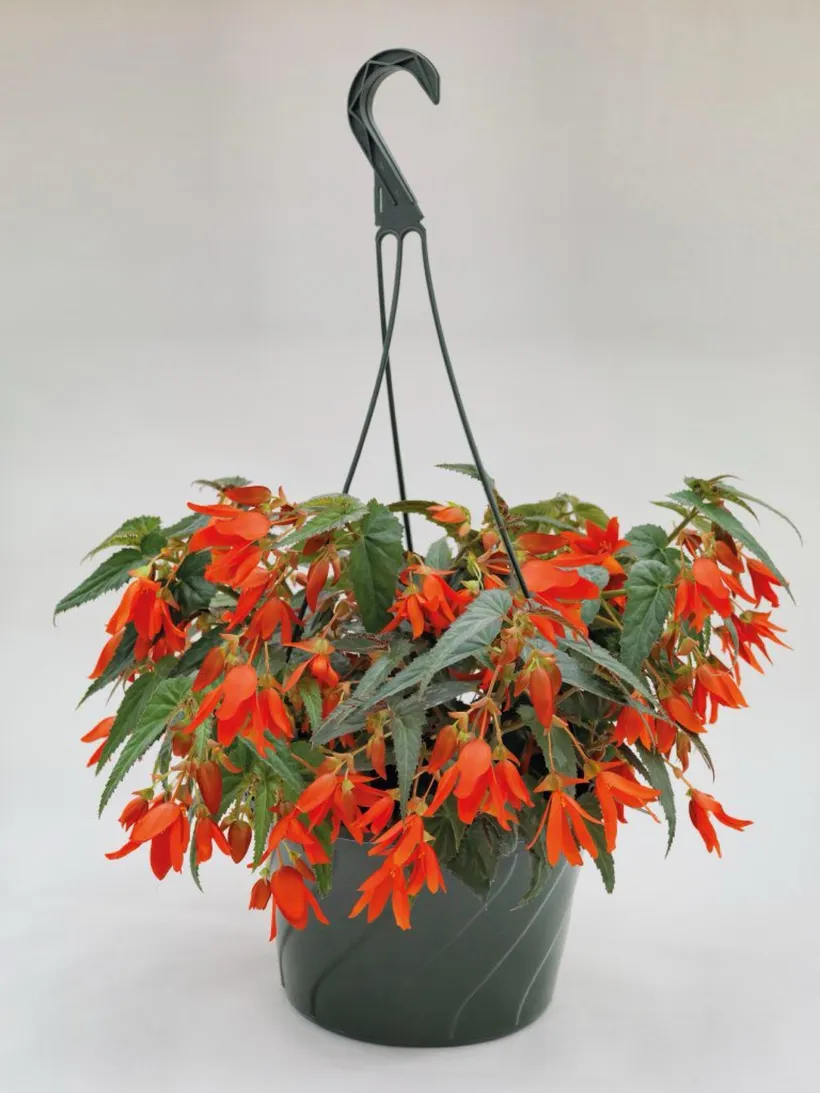 Begonia F1 Boliviensis (Colgante) — imagen 4