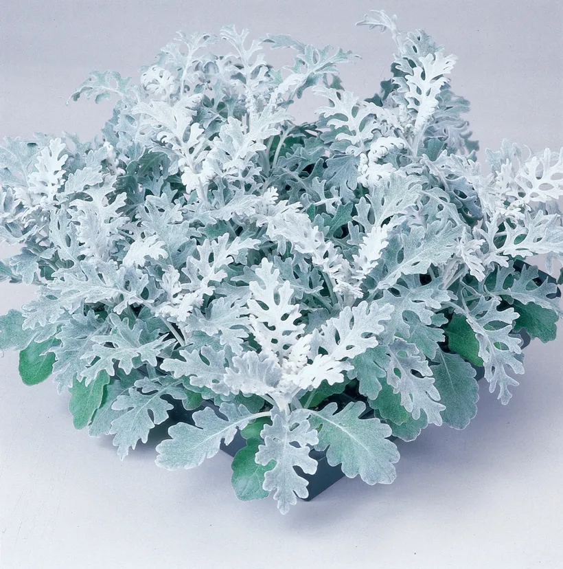 Cineraria Maritima — imagen 4