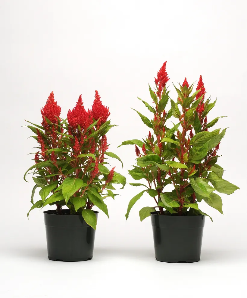Celosia Plumosa — imagen 4