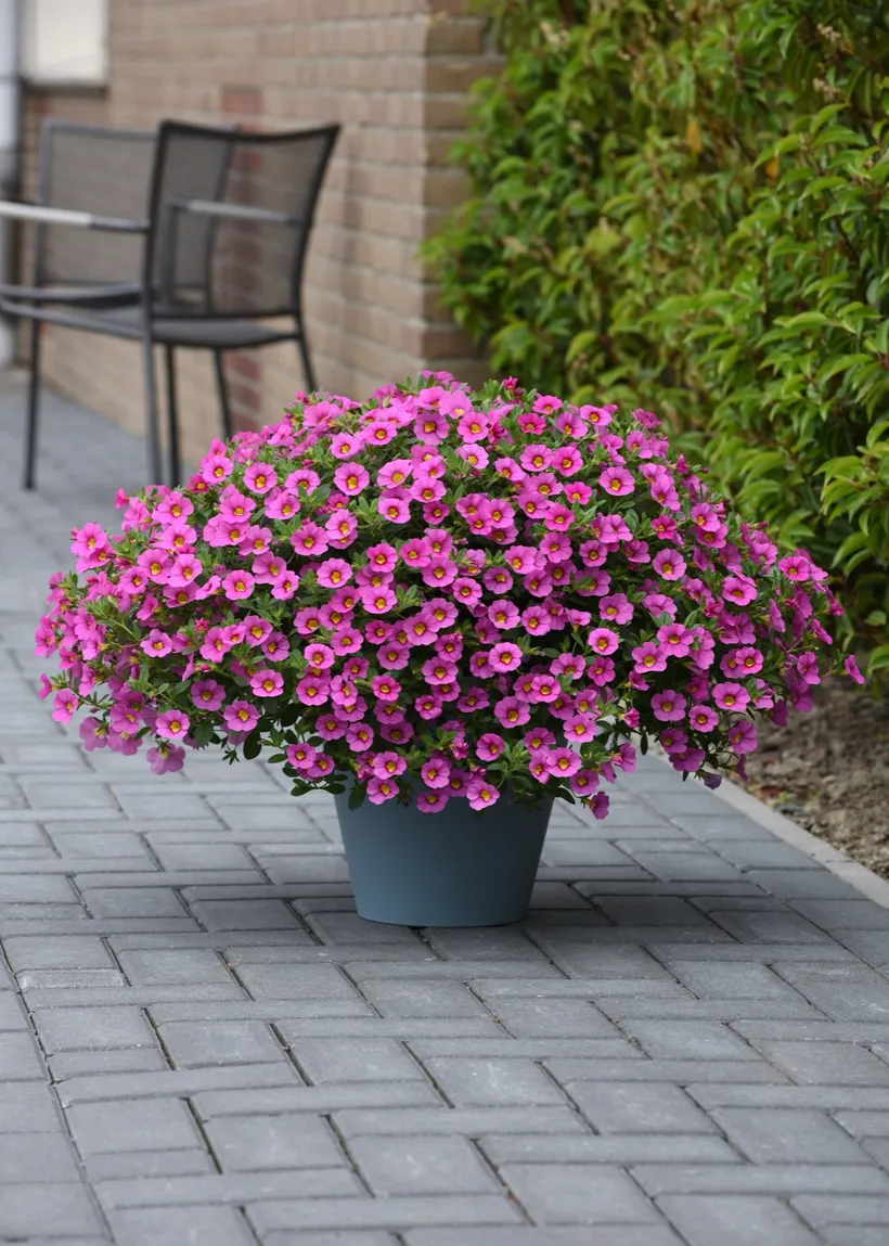Calibrachoa F1 MP — imagen 4