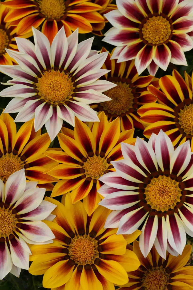 Gazania — imagen 4