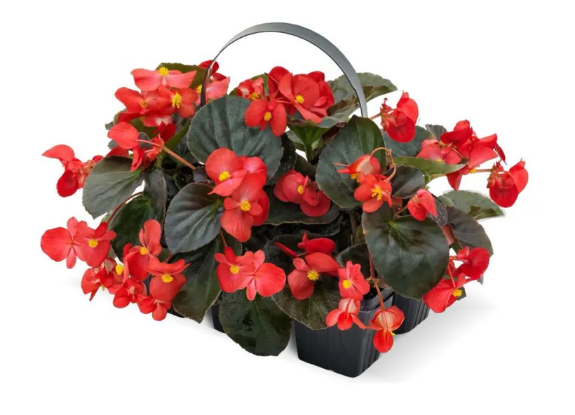 Begonia F1 Interespecífica — imagen 4
