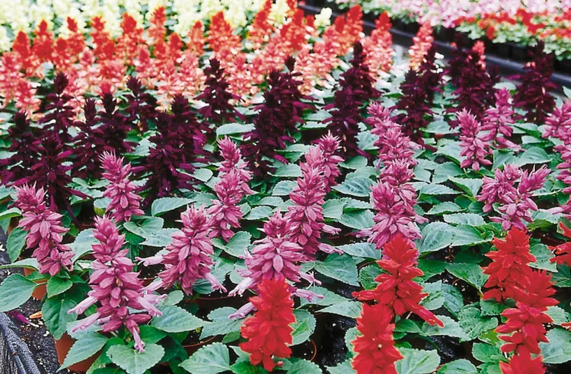 Coral — imagen 4