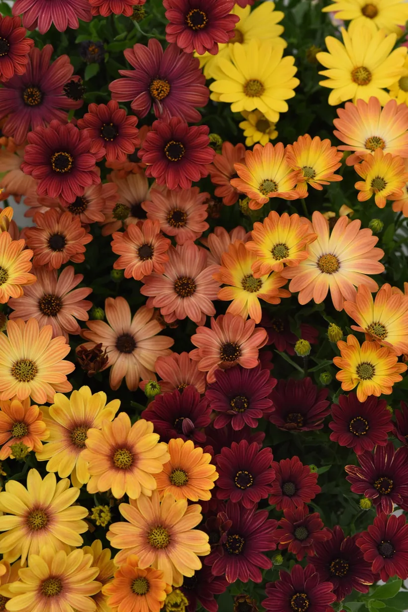 Osteospermum F1 — imagen 4