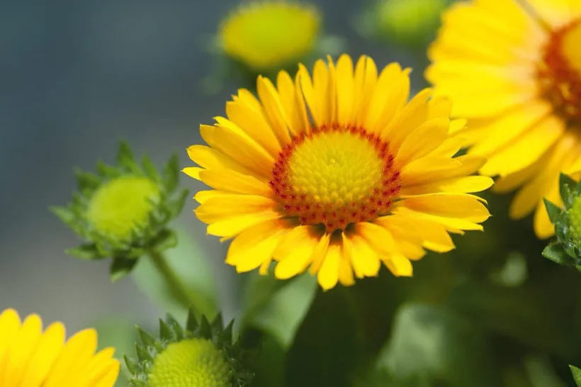 Gaillardia — imagen 4