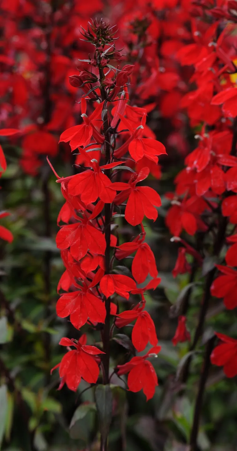 Lobelia F1 — imagen 4