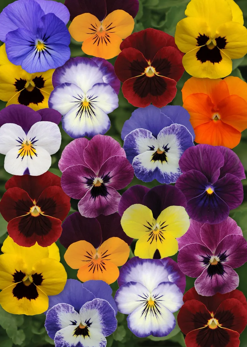 Viola F1 Cornuta — imagen 4