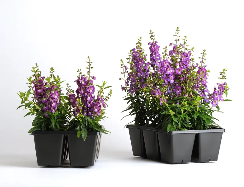 Angelonia F1 — imagen 4