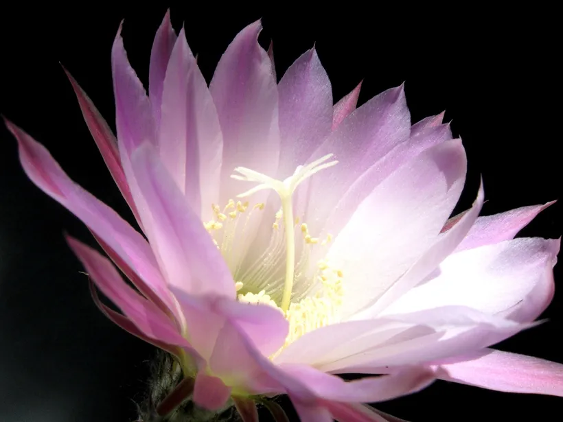 Cactus Echinopsis Oxygona — imagen 4