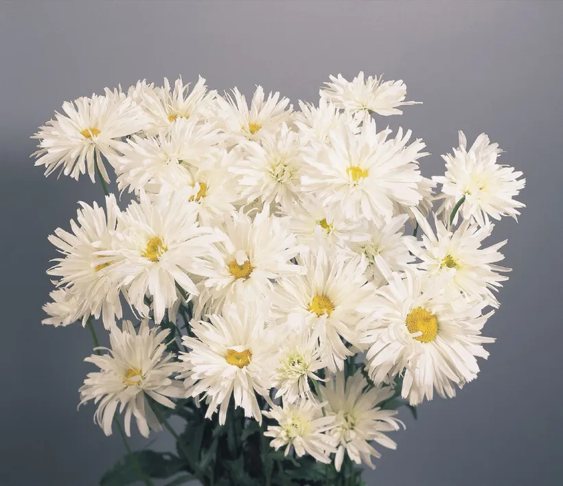 Chrysanthemum F1 — imagen 4