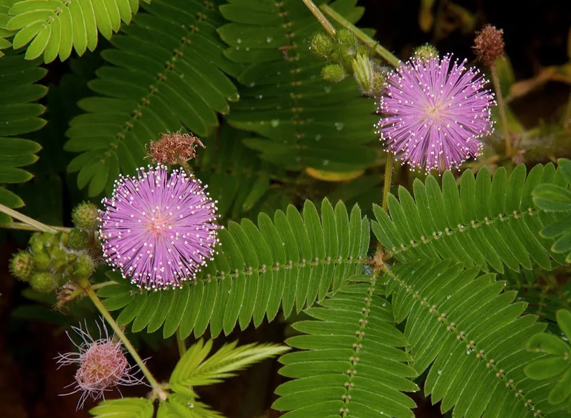 Mimosa Sensitiva Púdica — imagen 4