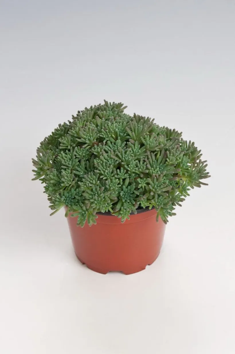 Sedum — imagen 4
