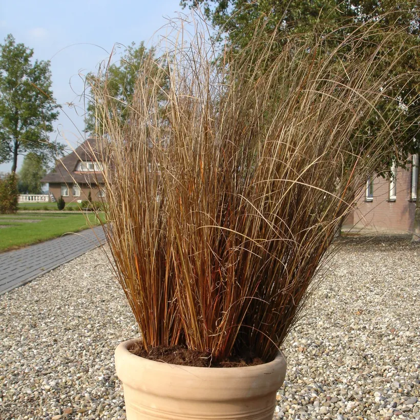 Carex — imagen 4